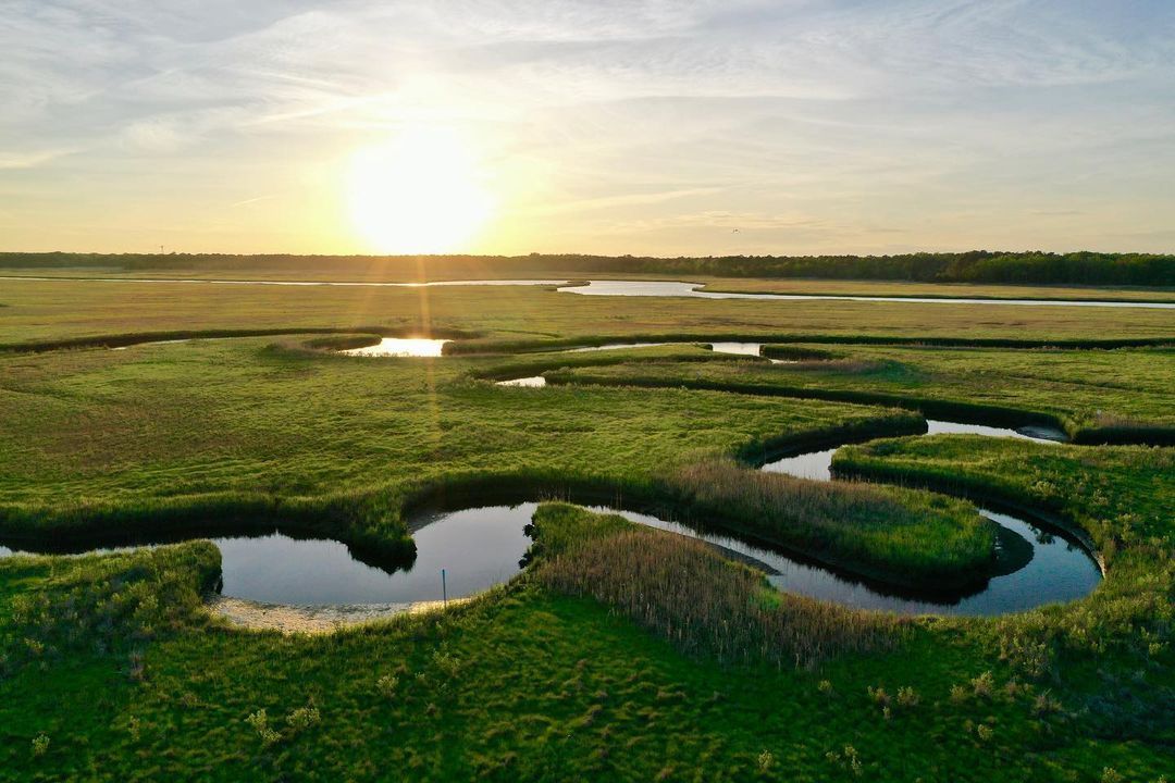 a wide shot of a marshland at sunset